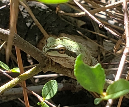 iNaturalist observation photo of Pacific chorus frog