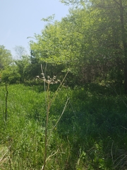 Pastinaca