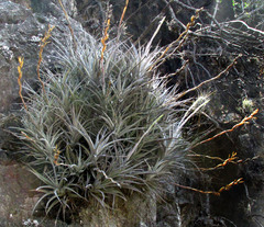 author not stated, no rights reserved Tillandsia karwinskyana, photograph author not stated, no rights reserved