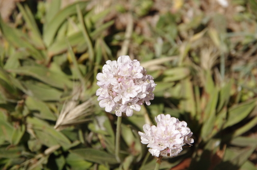 Image of Armeria berlengensis by (c) Eric Knight, some rights reserved (CC BY)