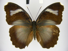 Euphaedra diffusa diffusa
