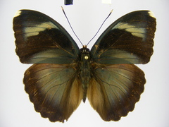 Euphaedra diffusa diffusa