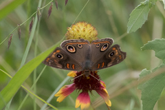 Junonia stemosa
