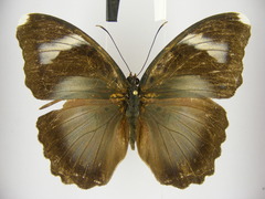 Euphaedra diffusa diffusa