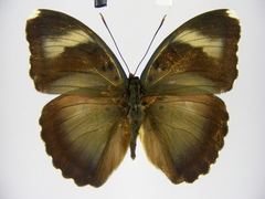 Euphaedra diffusa diffusa