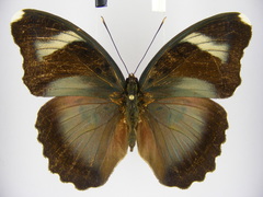 Euphaedra diffusa diffusa
