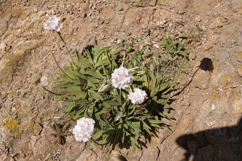 Image of Berlengas Sea Pink (Armeria berlengensis) by (c) Eric Knight, some rights reserved (CC BY)