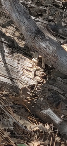 iNaturalist observation photo of Garter Snakes