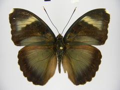 Euphaedra diffusa diffusa