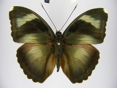 Euphaedra diffusa diffusa