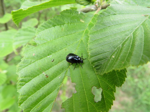 Mėlynasis alksniagraužis