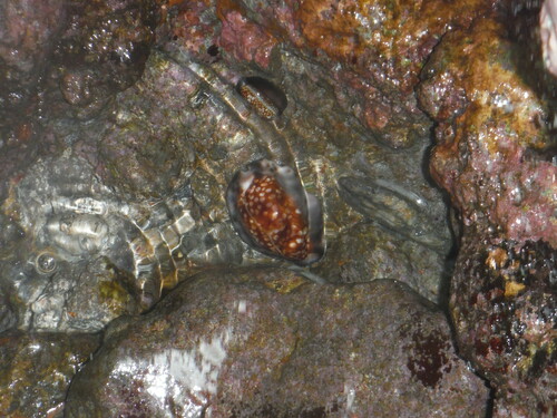 Mauritia maculifera observed 2024-06-01