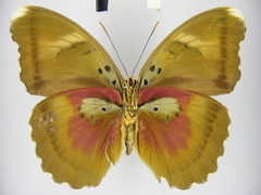 Euphaedra diffusa diffusa