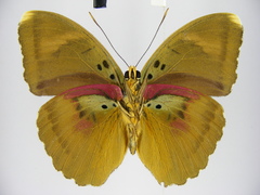 Euphaedra diffusa diffusa