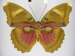 Euphaedra diffusa diffusa