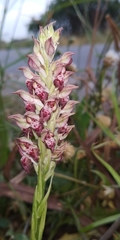 Anacamptis coriophora fragrans