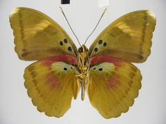 Euphaedra diffusa diffusa
