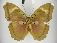 Euphaedra diffusa diffusa