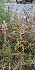 Anacamptis coriophora fragrans