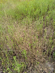 Deschampsia danthonioides