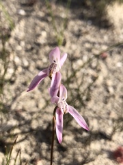Disa bifida