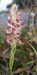Anacamptis coriophora fragrans