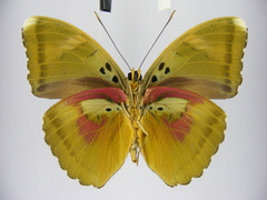 Euphaedra diffusa diffusa