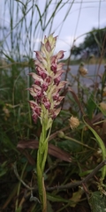 Anacamptis coriophora fragrans