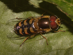 Scaeva dignota