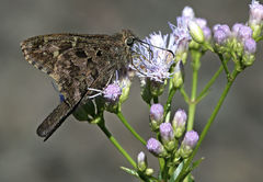 Thorybes dorantes dorantes