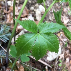 Cardamine pentaphyllos