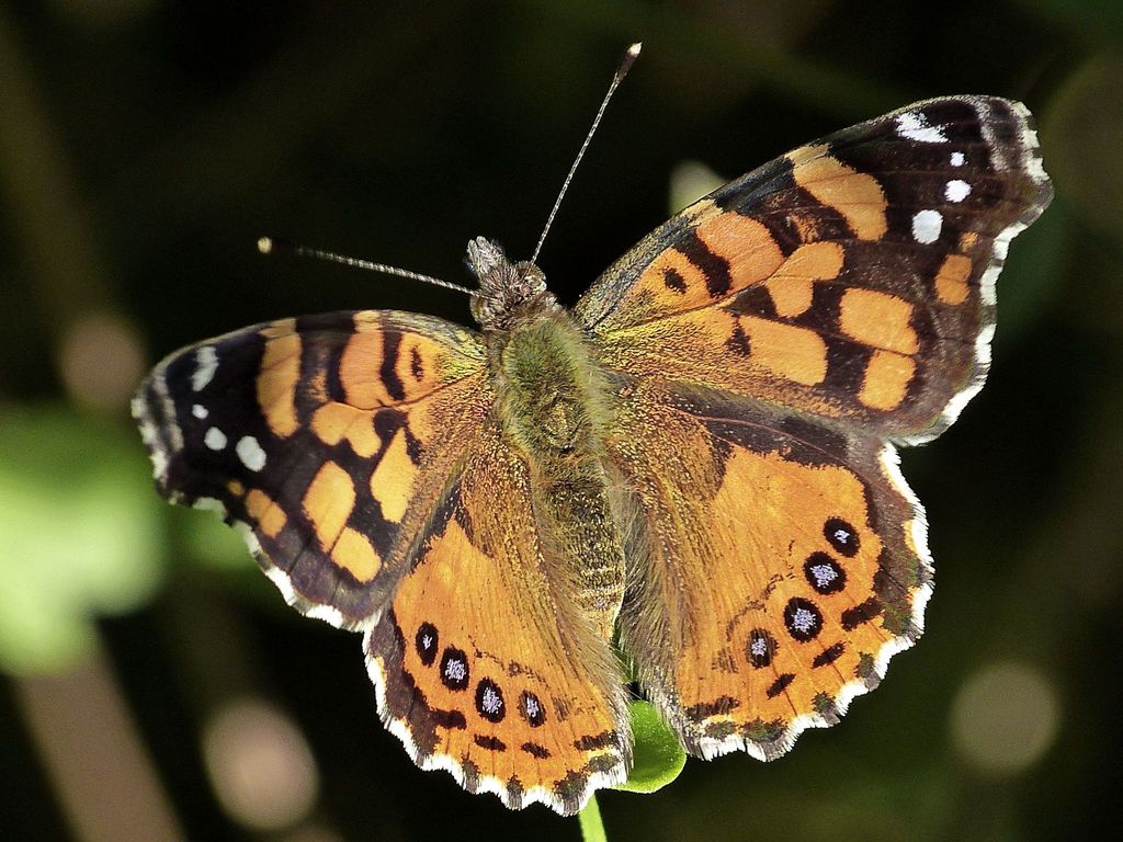 Subtropical Lady