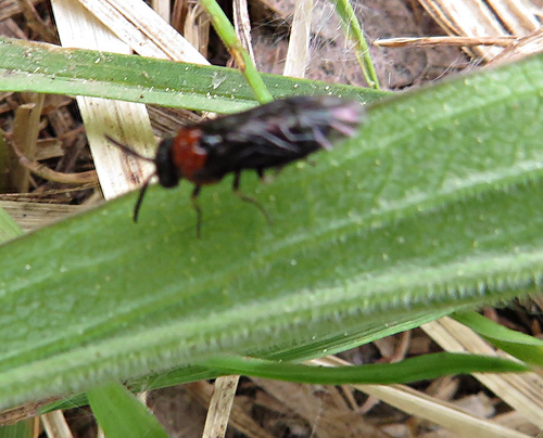 Eutomostethus ephippium