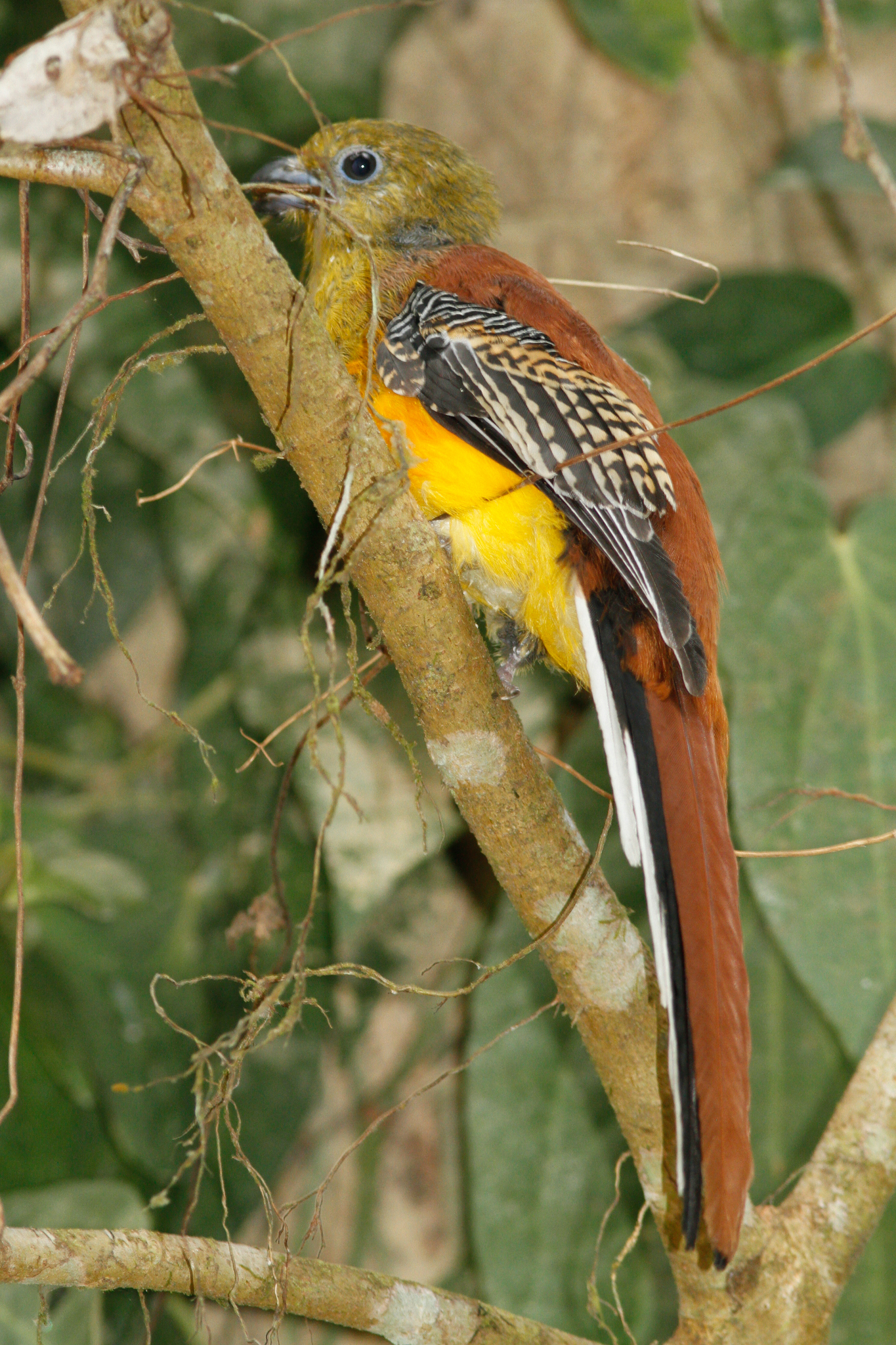 Orange-breasted Trogon