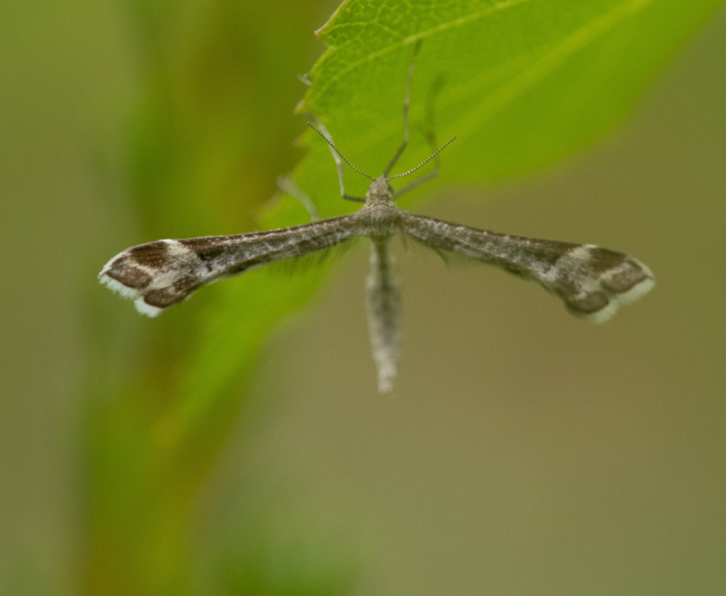 Irish Plume