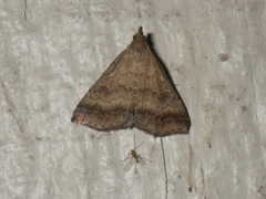 Tetanolita palligera