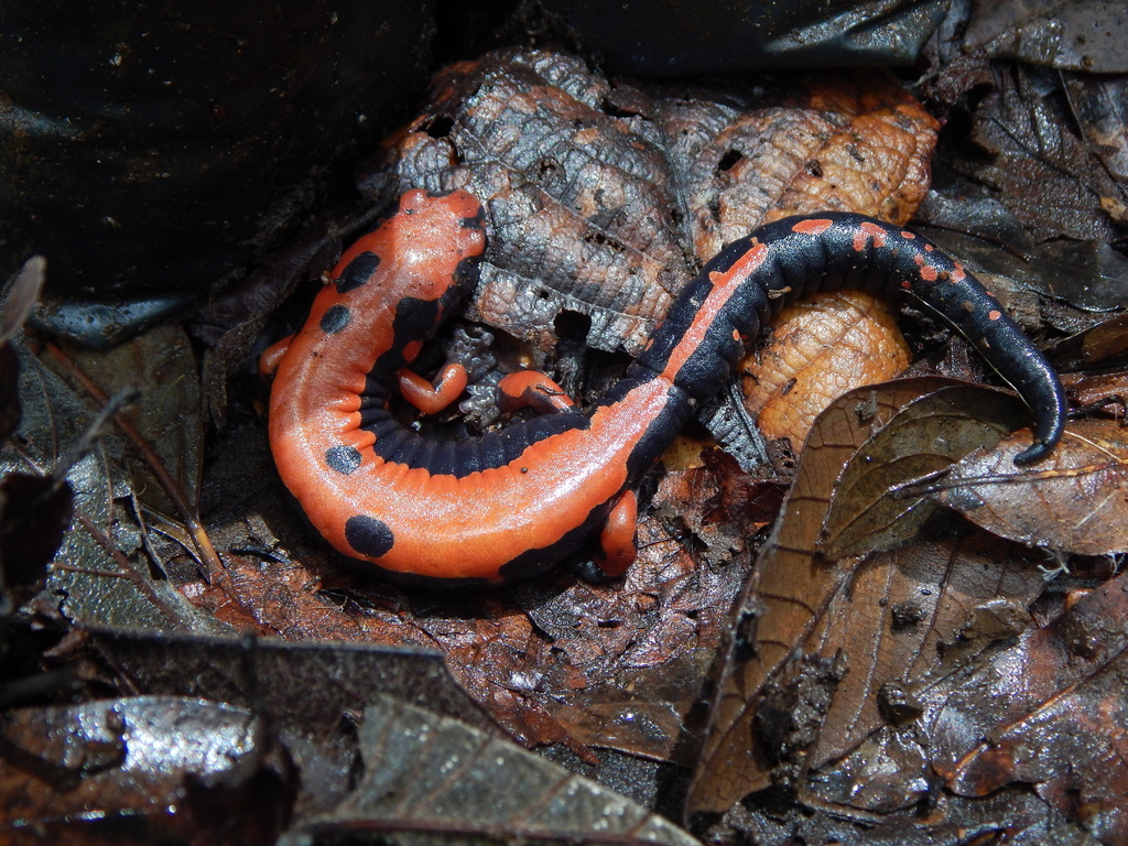 Mushroom-tongued Salamanders