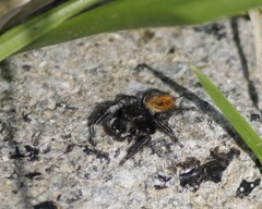 Phidippus princeps