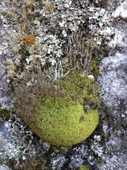 Hypodontium pomiforme