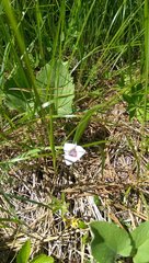 Calochortus elegans