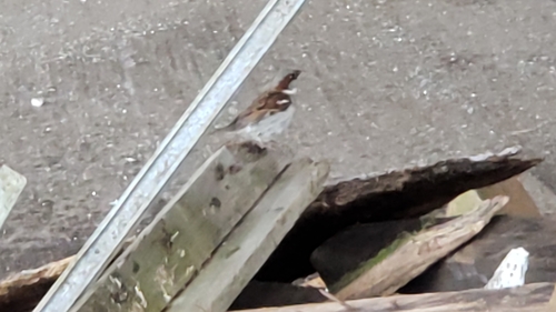 House Sparrow photographed in Washington