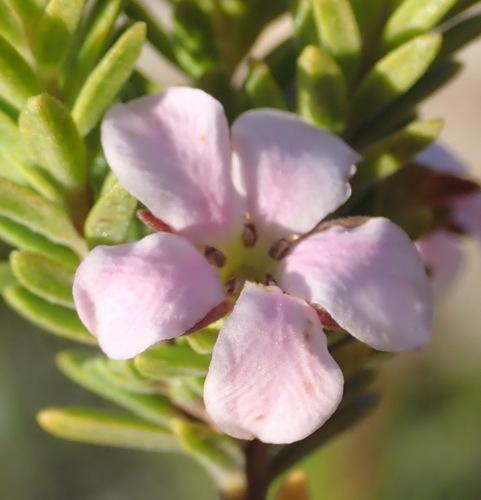 Image of Acmadenia rupicola by (c) Nicola van Berkel, some rights reserved (CC BY-SA)