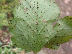 Alternaria ramulosa