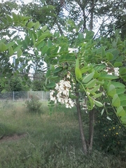 Robinia pseudoacacia
