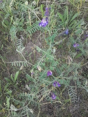 Vicia villosa