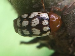 Cryptocephalus guttulatus