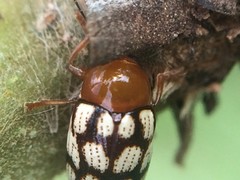 Cryptocephalus guttulatus