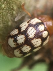 Cryptocephalus guttulatus
