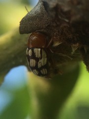 Cryptocephalus guttulatus