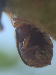 Cryptocephalus guttulatus